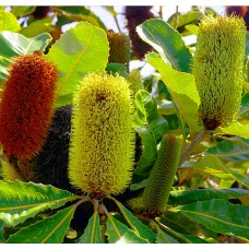 Banksia Broad-Leaved x 1 Plants Hardy Native Shrubs Earthy Orange Yellow Flowering Flower Cones Hedge Hedging Swamp Leaf robur